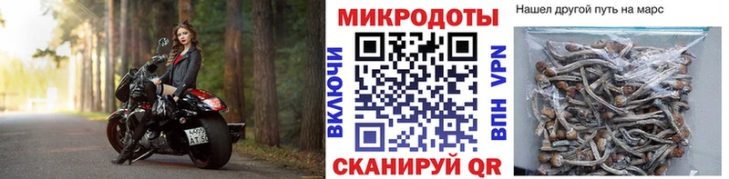 Псилоцибиновые грибы Psilocybine cubensis shop телеграм Карачаевск купить наркотик